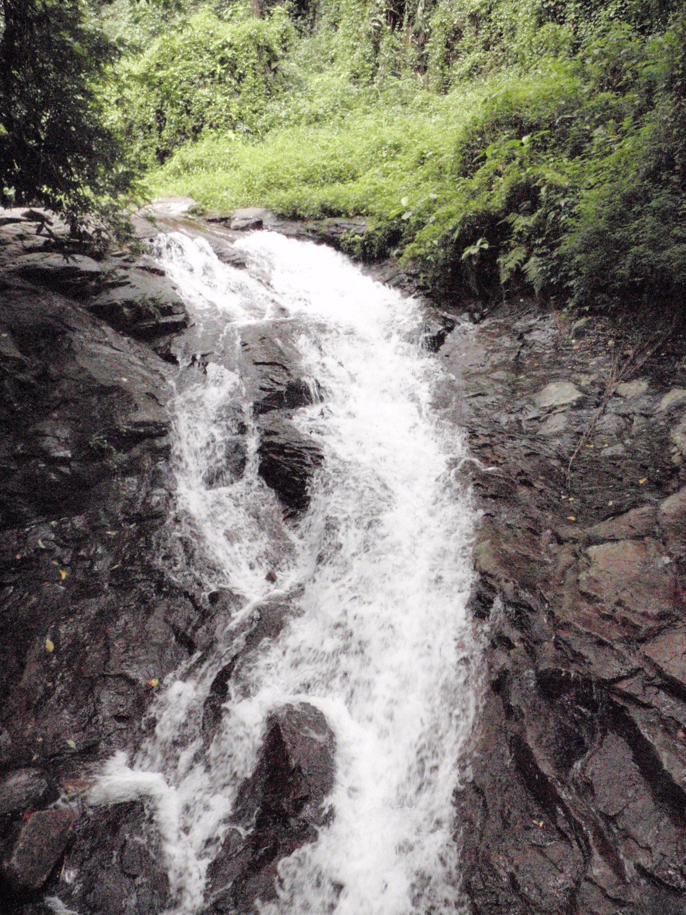 A waterfall flowing over dark rock in dense Nelliyampathy forest