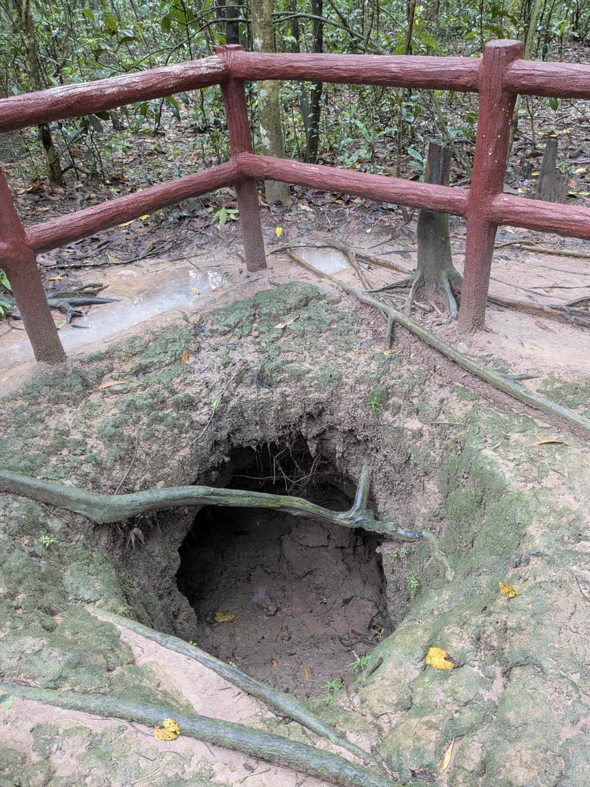 A concealed tunnel entrance behind a rail in the Cu Chi forest